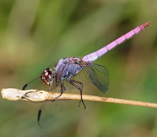 Male
2008_10_18_Floyd